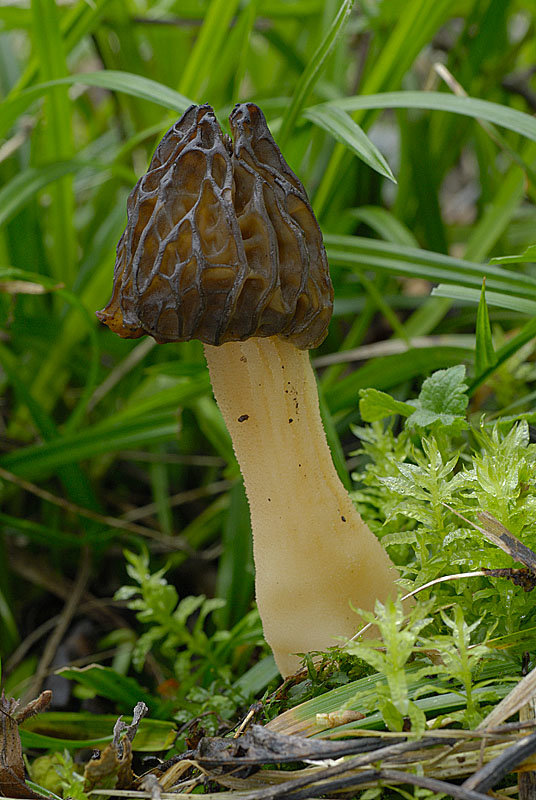 Сморчок полусвободный (Morchella semilibera)