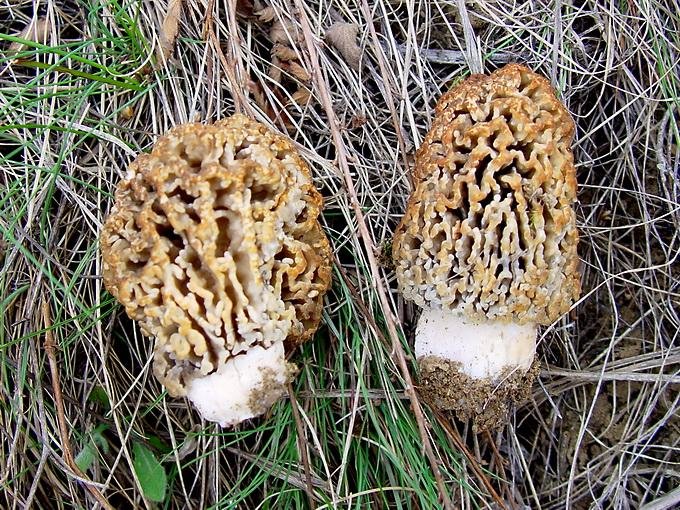 Сморчок степной (Morchella steppicola)