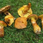 Маслёнок лиственничный (Suillus grevillei)