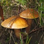 Маслёнок лиственничный (Suillus grevillei)