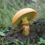 Маслёнок лиственничный (Suillus grevillei)