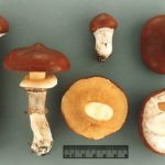 Маслёнок (Suillus luteus)