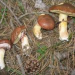 Маслёнок (Suillus luteus)