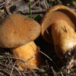 Маслёнок желто-бурый (Suillus variegatus)