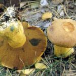 Маслёнок желто-бурый (Suillus variegatus)