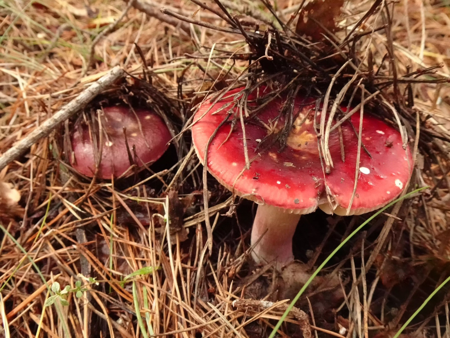 Сыроежка буреющая (Russula xerampelina)