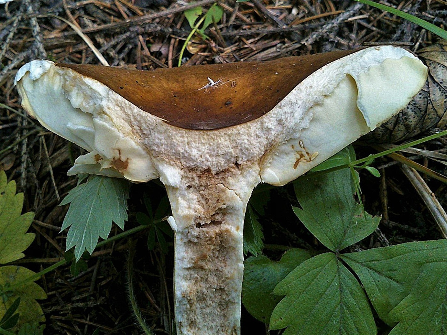 Сыроежка буреющая (Russula xerampelina)