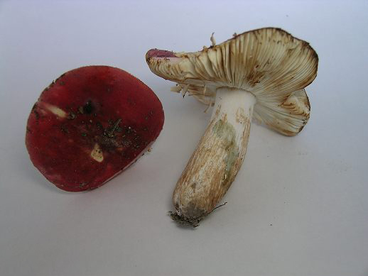 Сыроежка буреющая (Russula xerampelina)