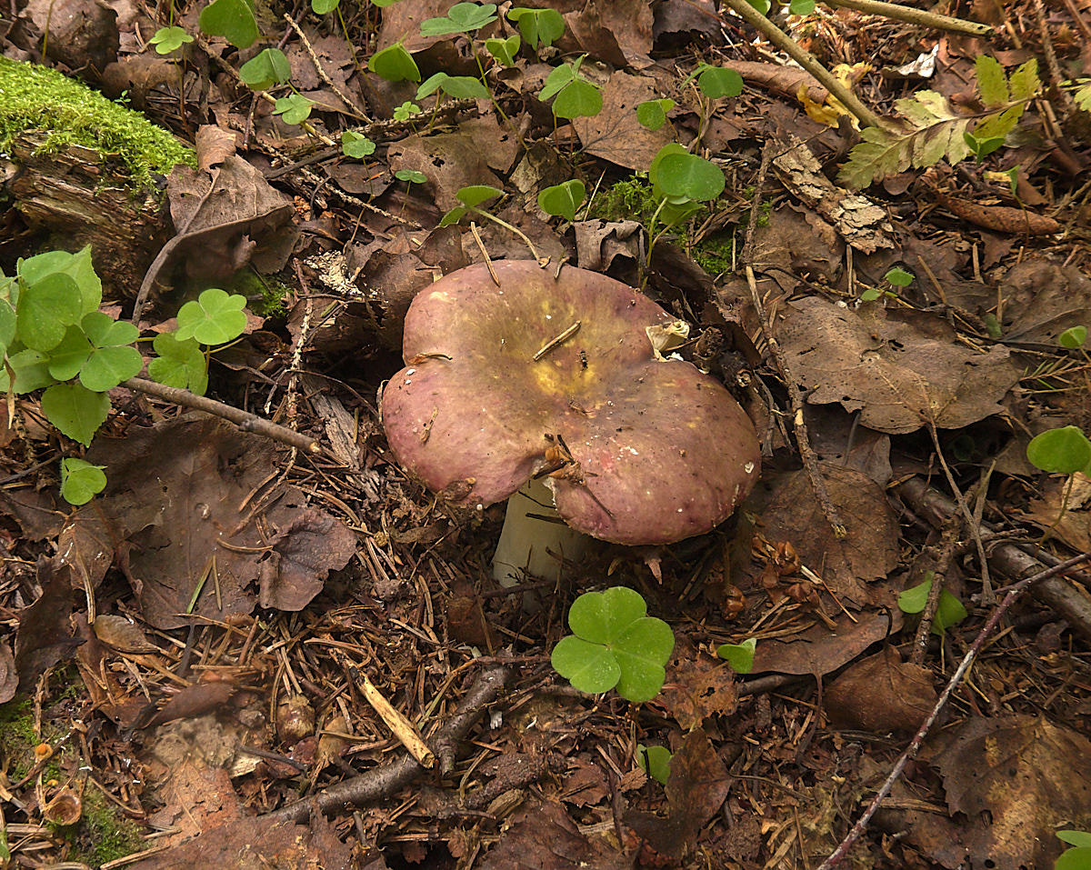 Russula fulvograminea - Сыроежка красно-желто-травяная