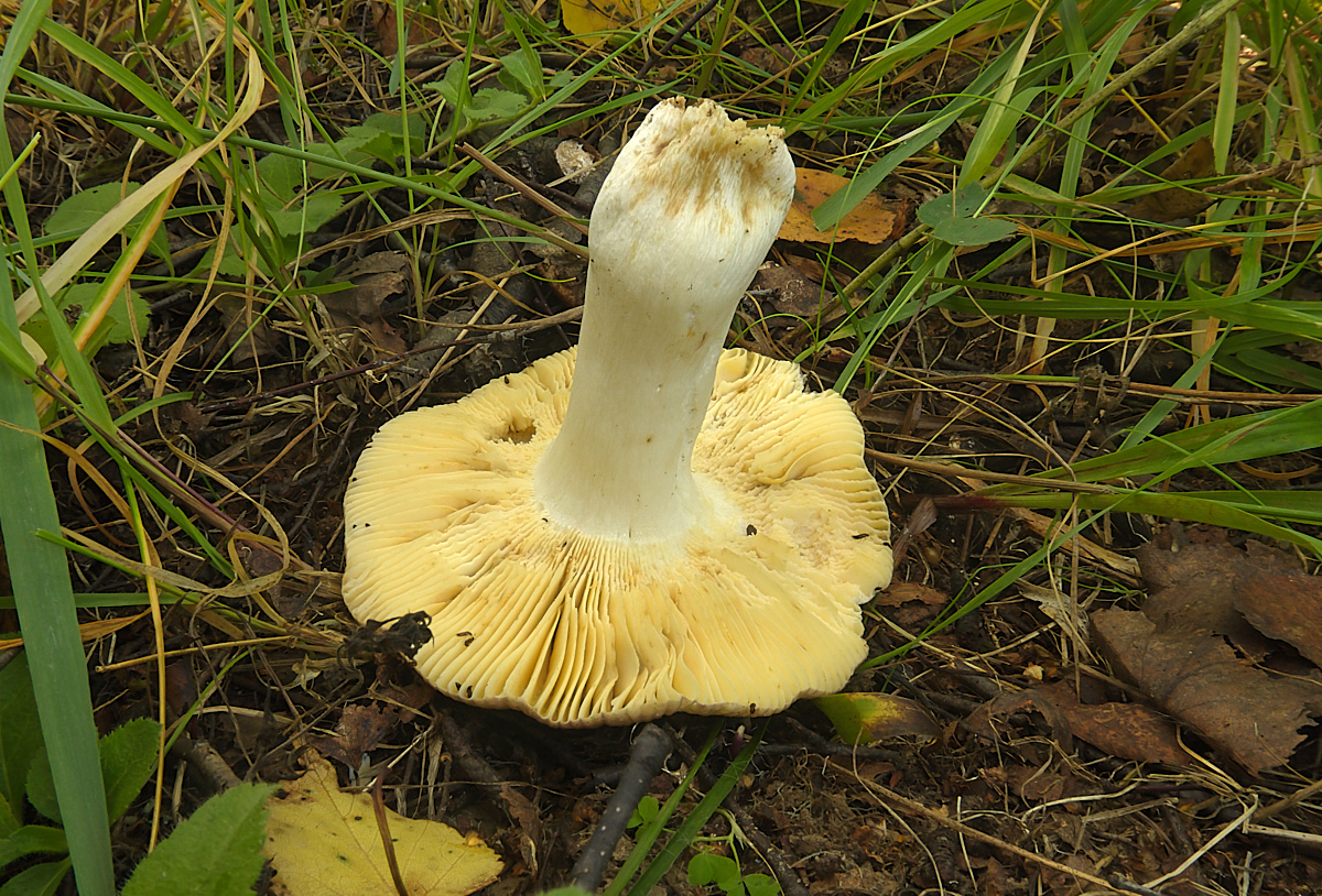 Russula fulvograminea - Сыроежка красно-желто-травяная