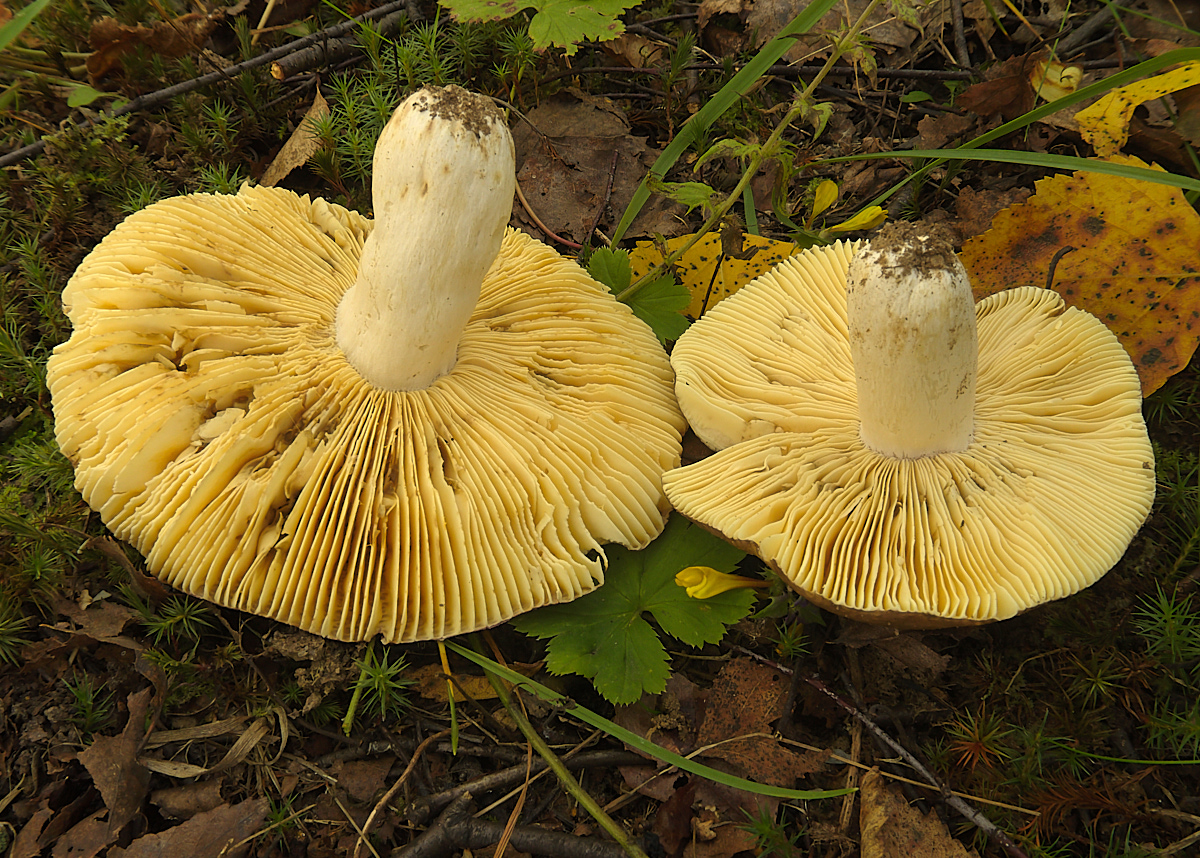 Russula fulvograminea - Сыроежка красно-желто-травяная