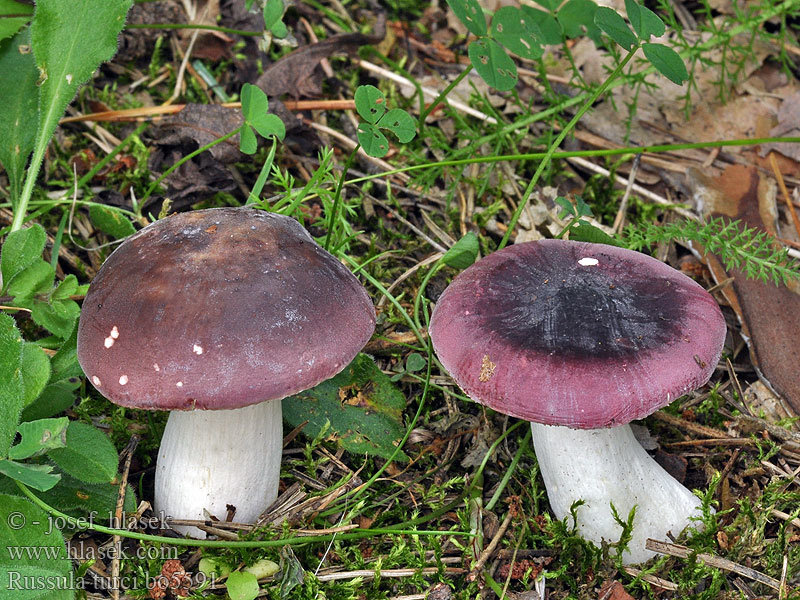 Сыроежка турецкая (Russula turci)