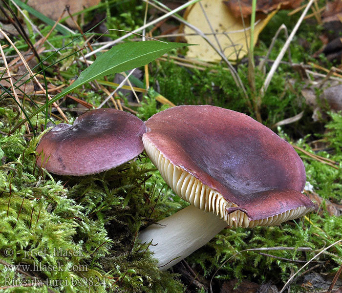 Сыроежка турецкая (Russula turci)