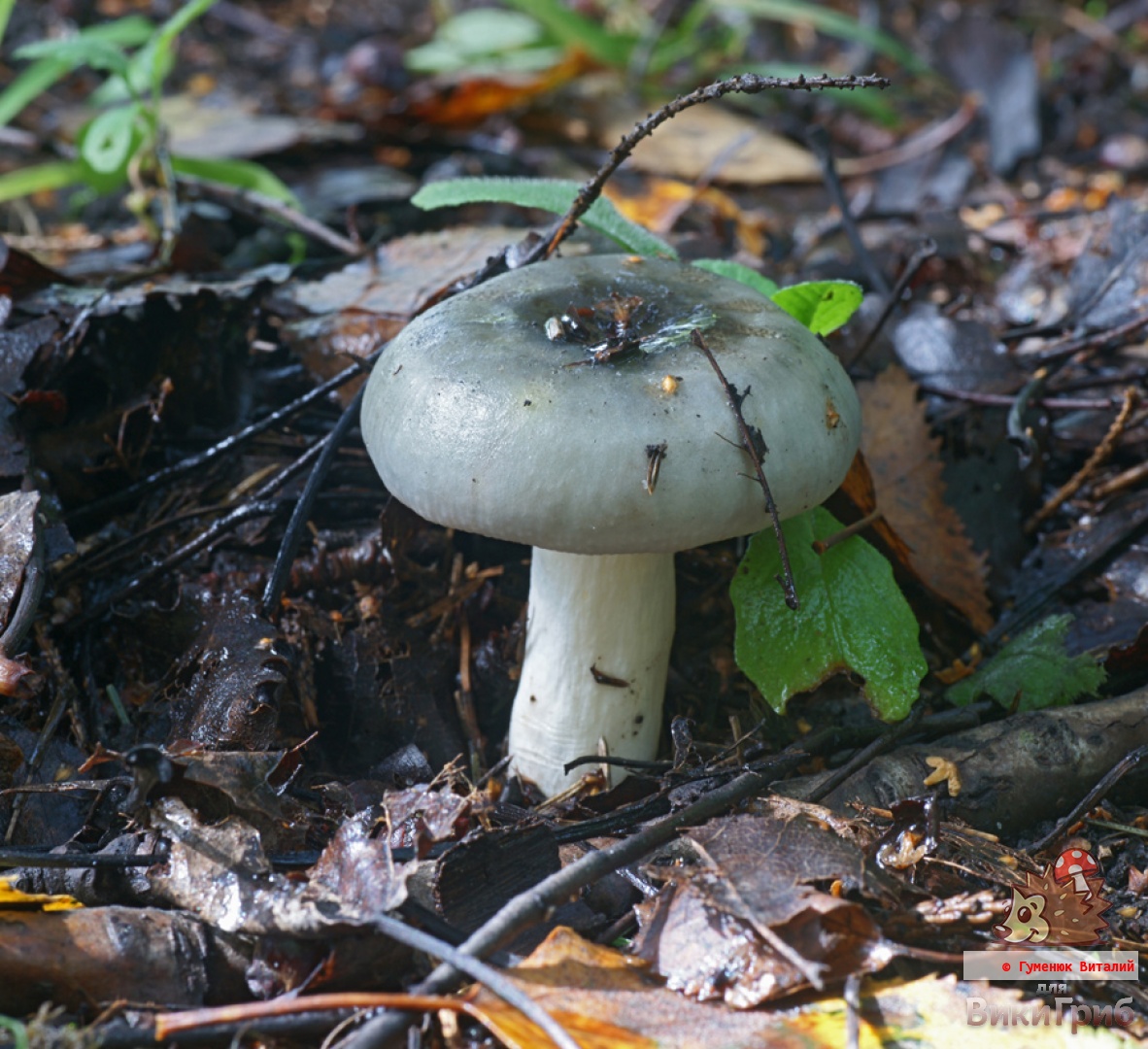 Russula aeruginea - Сыроежка зелёная