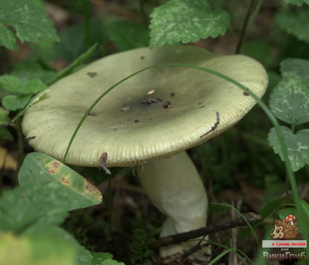 Russula aeruginea - Сыроежка зелёная