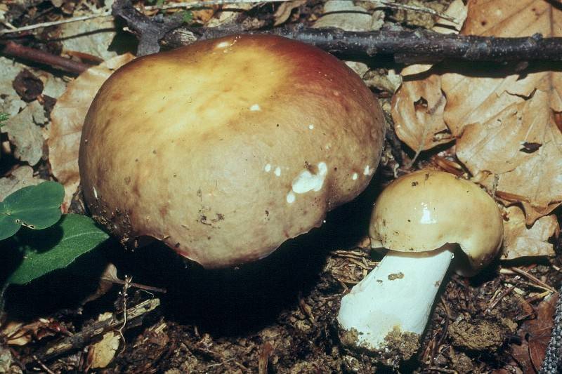 Сыроежка зелёно-красная (Russula alutacea)