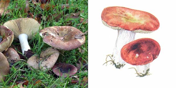 Russula alutacea