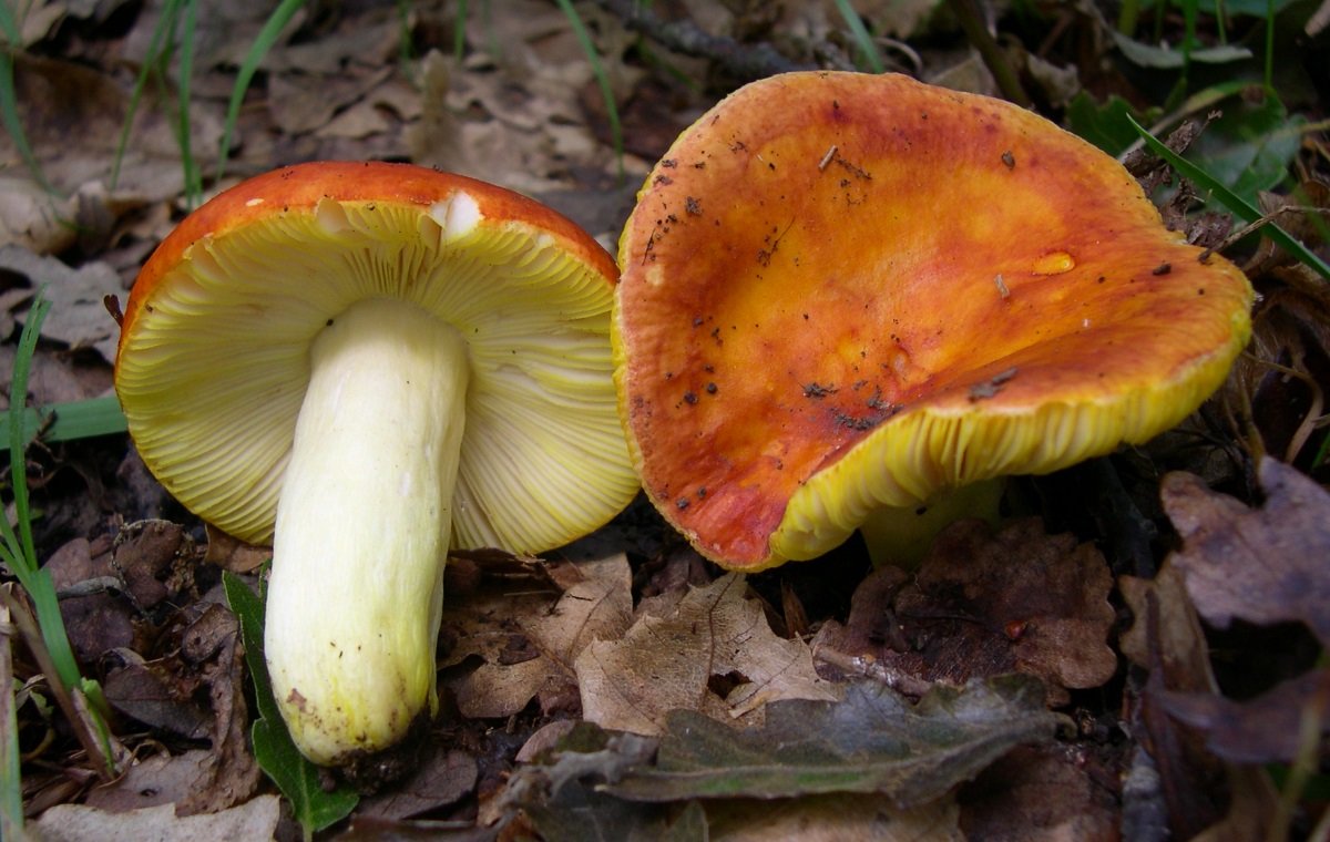 Сыроежка золотистая (Russula aurea)