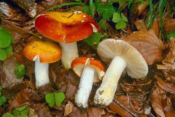 Сыроежка золотистая (Russula aurea)