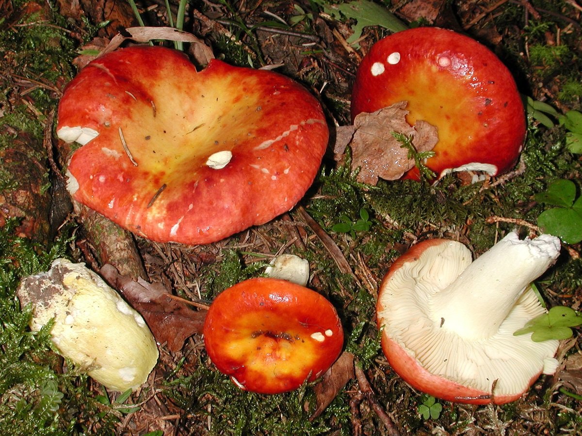 Сыроежка золотистая (Russula aurea)