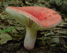 Сыроежка красивая (Russula sanguinaria)