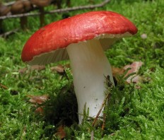 Сыроежка жгучеедкая (Russula emetica)