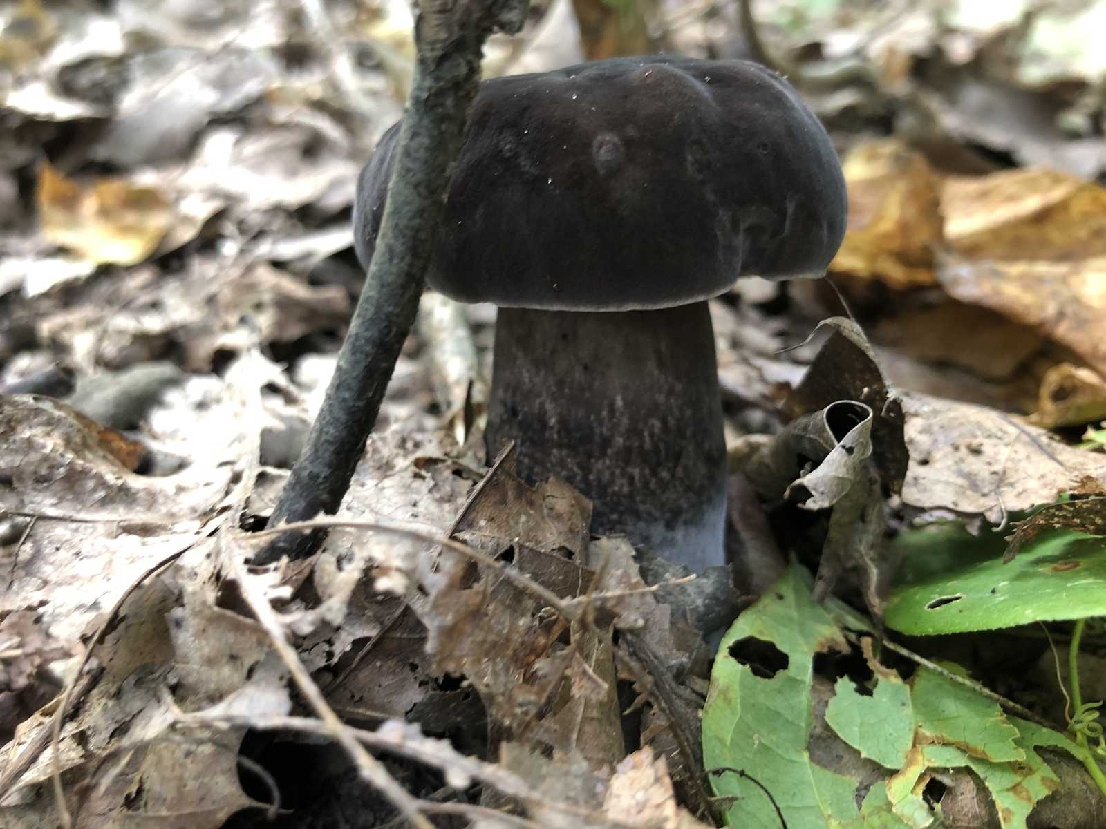 Тилопил чёрно-бархатный (Tylopilus alboater)