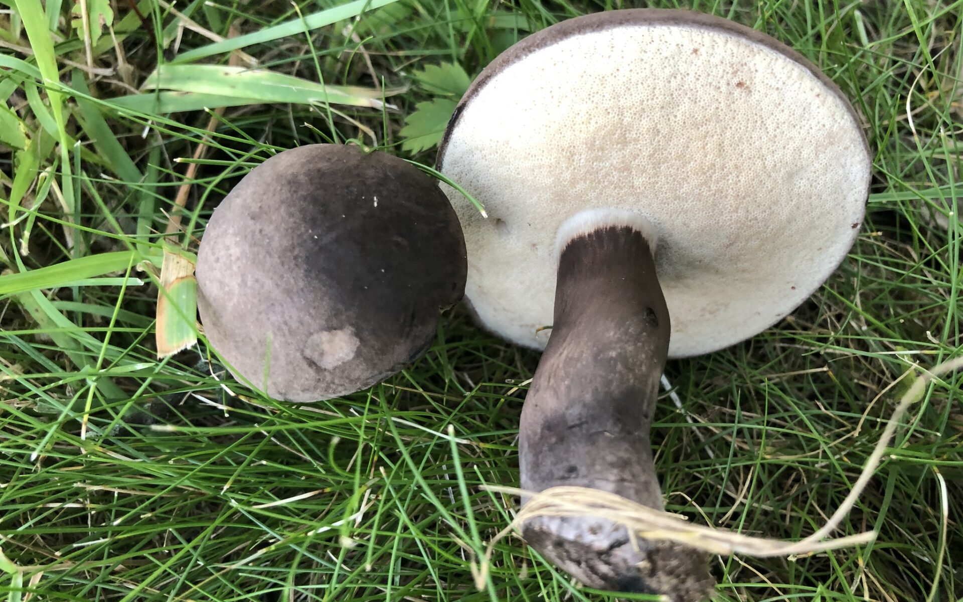 Тилопил чёрно-бархатный (Tylopilus alboater)