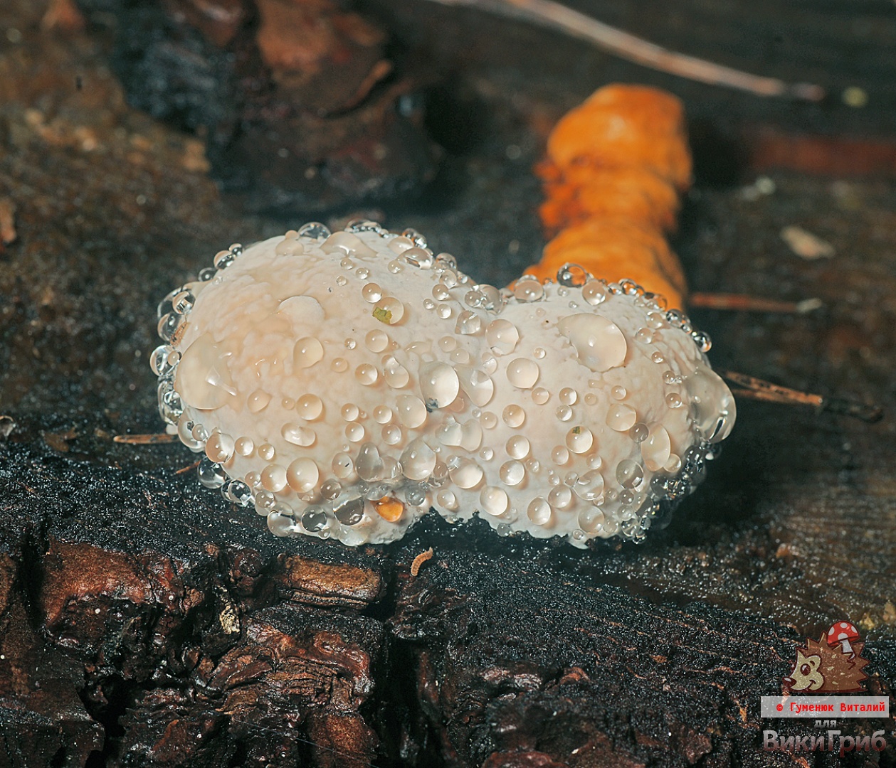 Fomitopsis pinicola - Трутовик окаймлённый