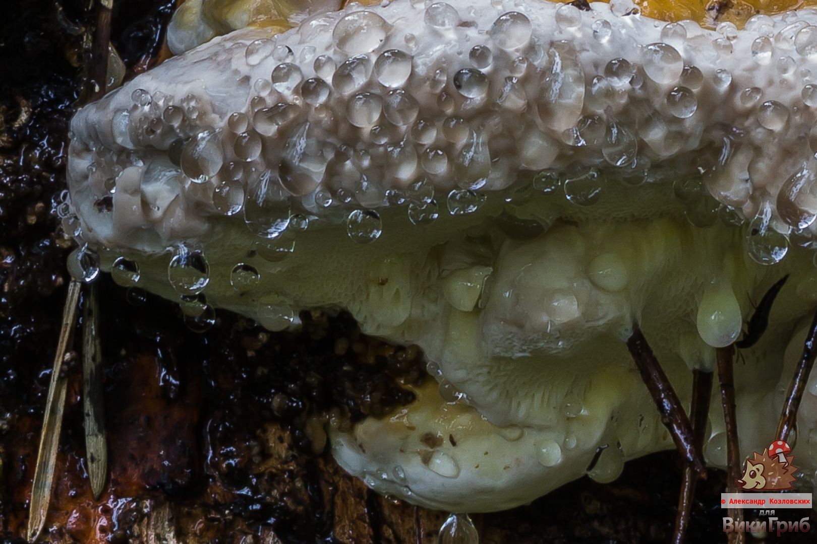 Fomitopsis pinicola - Трутовик окаймлённый