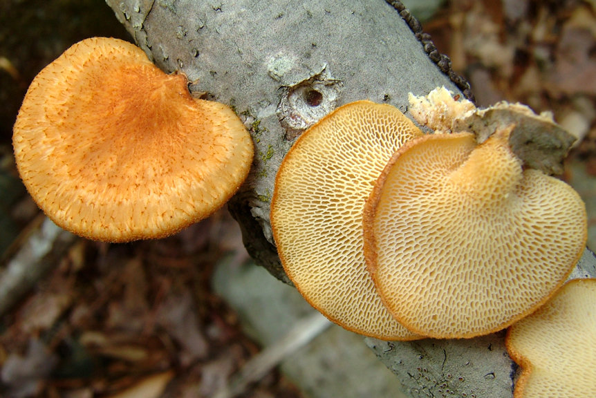 Трутовик ячеистый (Polyporus alveolaris)