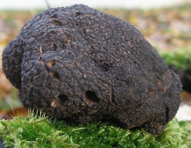 Tuber melanosporum