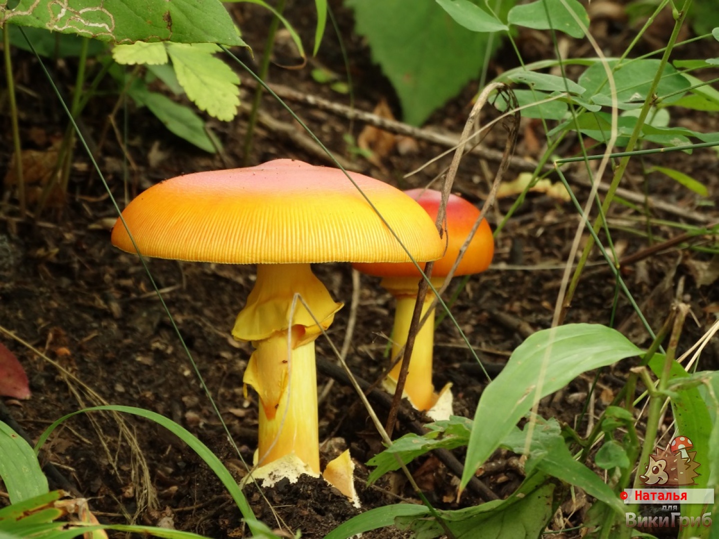 Amanita caesareoides - Мухомор цезаревидный