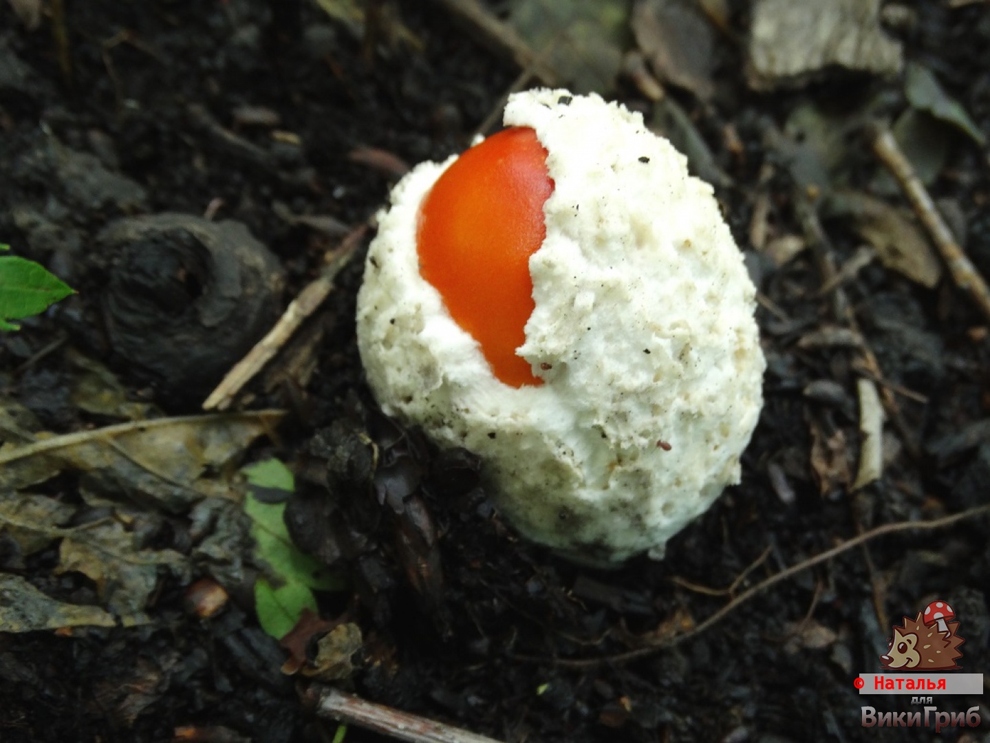 Amanita caesareoides - Мухомор цезаревидный