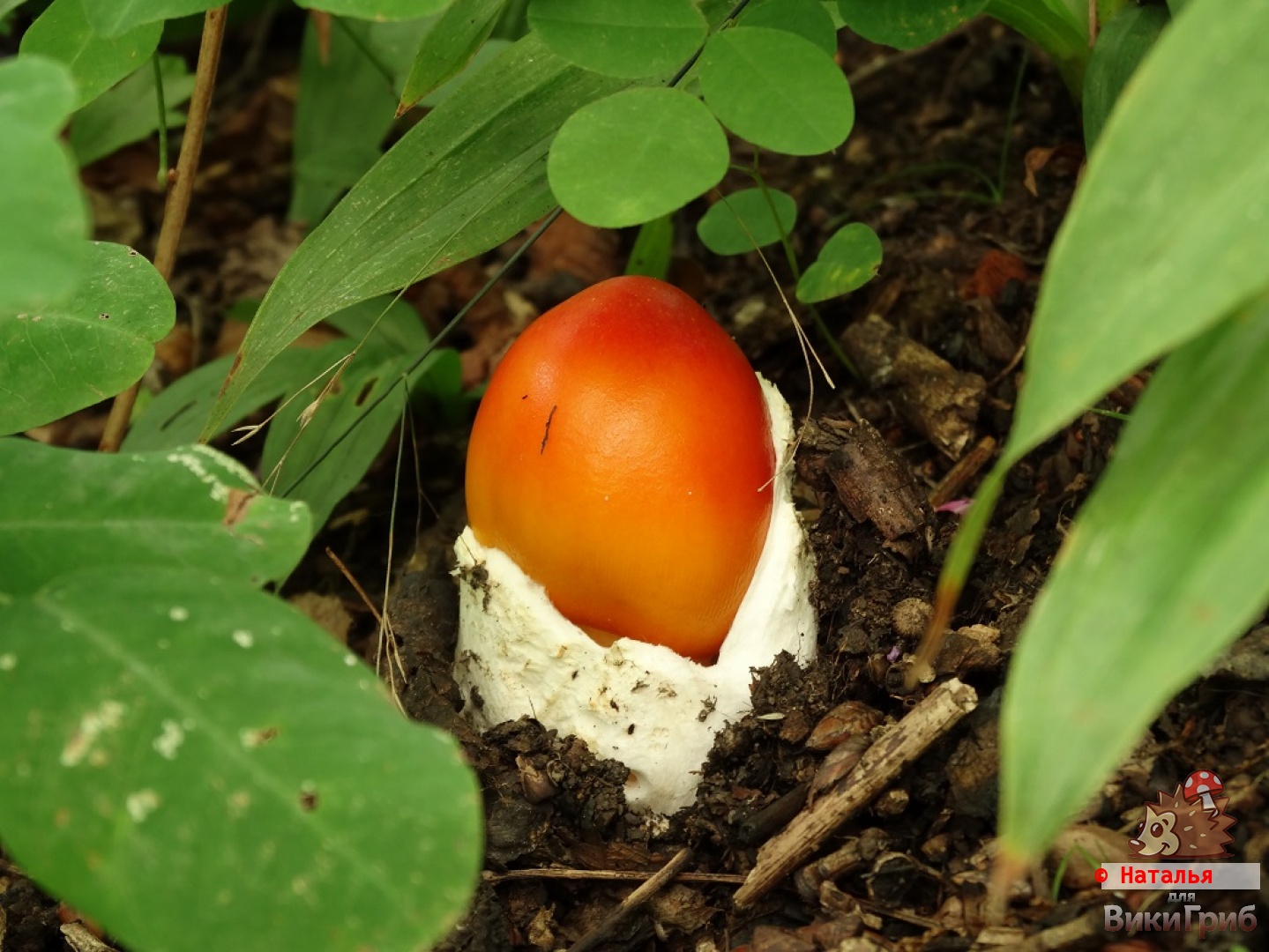 Amanita caesareoides - Мухомор цезаревидный