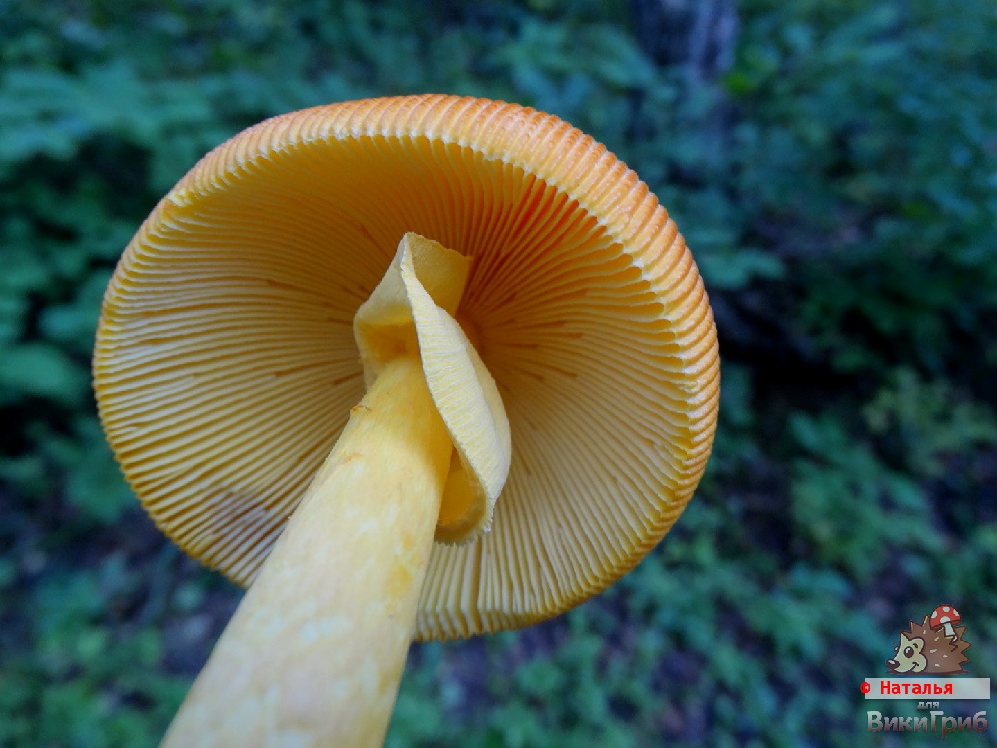 Amanita caesareoides - Мухомор цезаревидный