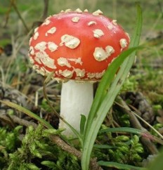 Мухомор красный (Amanita muscaria)