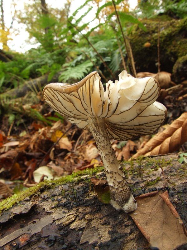 Oudemansiella brunneomarginata - Удемансиелла бурокрайная