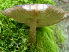 Плютей тёмнокрайний (Pluteus atromarginatus)