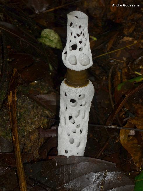 Staheliomyces cinctus - Весёлка опоясанная 