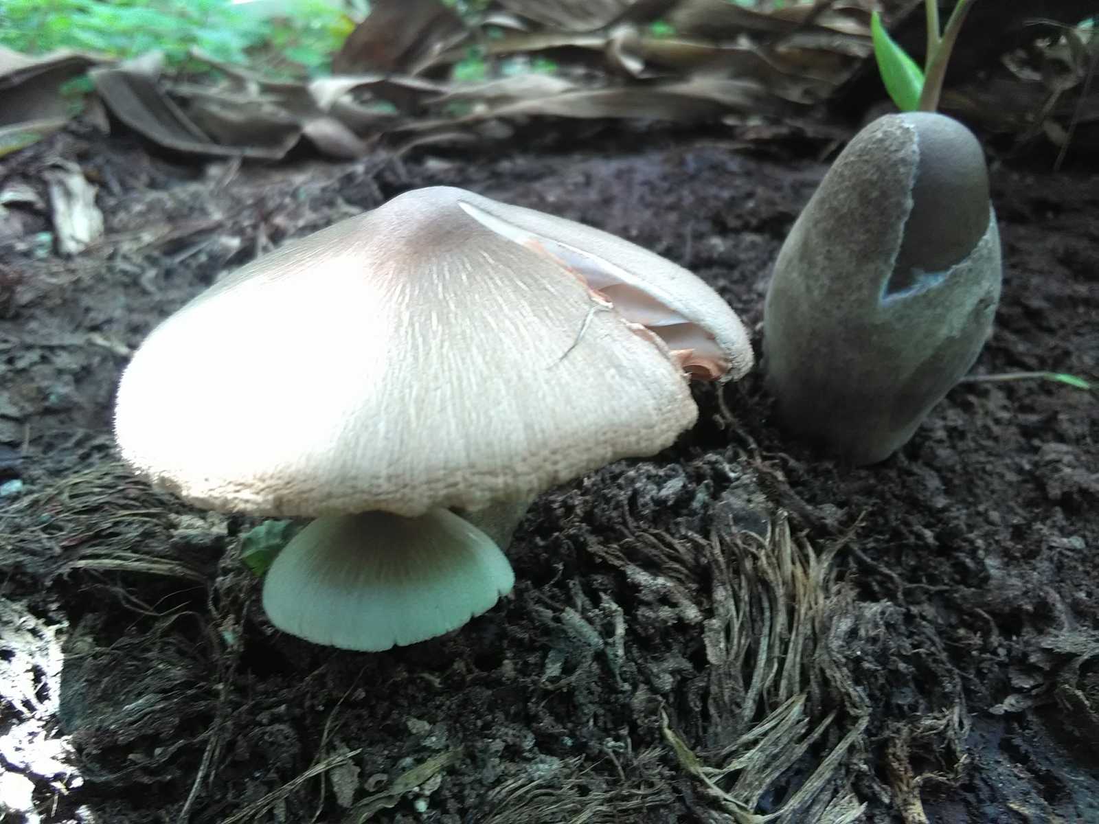 Вольвариелла вольвовая (Volvariella volvacea)