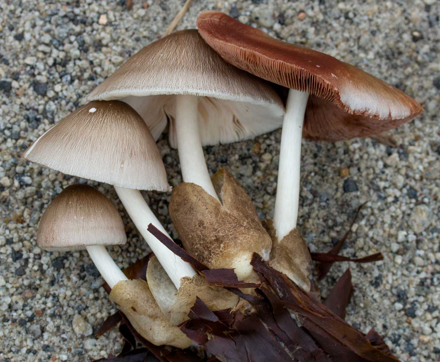 Вольвариелла вольвовая (Volvariella volvacea)