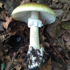 Бледная поганка (Amanita phalloides)