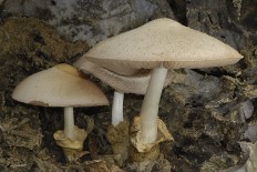 Вольвариелла шелковистая (Volvariella bombycina)