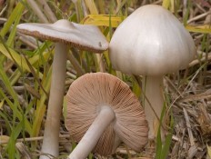 Вольвариелла слизистоголовая (Volvariella gloiocephala)