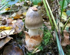 Поплавок серый (Amanita vaginata)