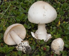 Поплавок белоснежный (Amanita nivalis)