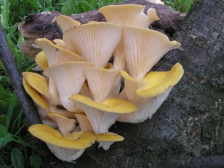 Вёшенка лимонная (Pleurotus citrinopileatus)