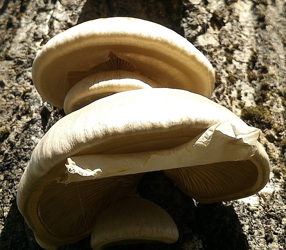 Pleurotus calyptratus - Вёшенка покрытая