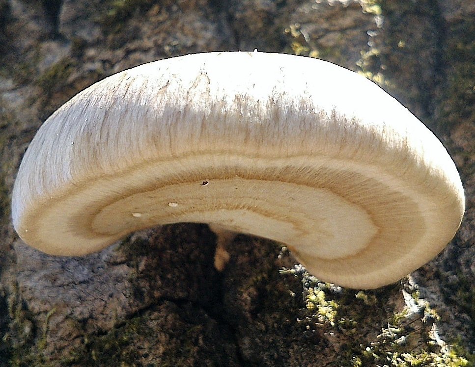 Pleurotus calyptratus - Вёшенка покрытая